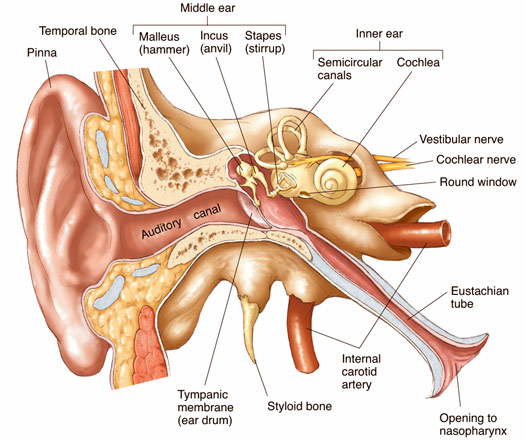 How you hear, anatomy of the ear