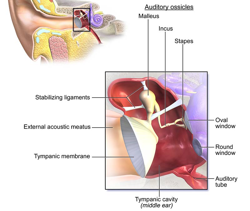 Stapedectomy  Get Stapedectomy from the Best Stapes Surgeon in